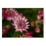 Pink Astrantia