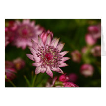 Pink Astrantia Greeting Cards