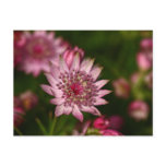 Pink Astrantia postcards