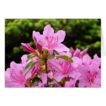 PINK AZALEA 12 FLOWERS Azaleas Cards Gifts Mugs