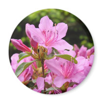 PINK AZALEA 12 FLOWERS Azaleas Cards Gifts Mugs