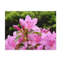 PINK AZALEA 12 FLOWERS Azaleas Cards Gifts Mugs