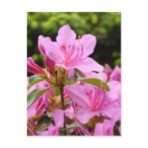 PINK AZALEA 12 FLOWERS Azaleas Cards Gifts Mugs