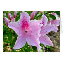pink azalea 2 greeting cards