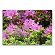 PINK AZALEA 30 FLOWERS Pine Cards Gifts Mugs