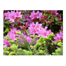 PINK AZALEA 30 FLOWERS Pine Cards Gifts Mugs Post Cards