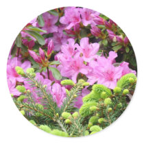 PINK AZALEA 30 FLOWERS Pine Cards Gifts Mugs