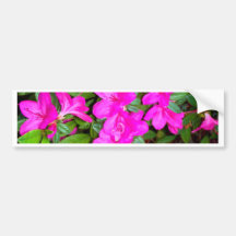 Pink Azalea Blooms Bumper Sticker