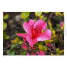 Pink Azalea Card