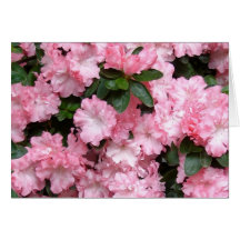 Pink Azalea Card