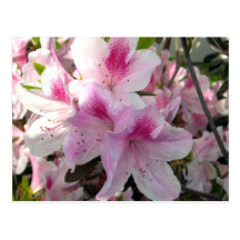 Pink Azalea Floral Photography Postcard