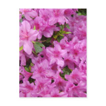PINK AZALEA FLOWERS 1 Azaleas Cards Gifts Mugs