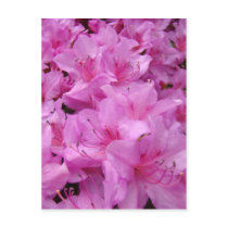 PINK AZALEA FLOWERS 31 Azaleas Cards Gifts Mugs
