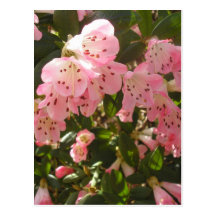 Pink Azalea Flowers Post Card