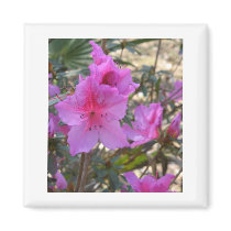 Pink Azalea Magnet
