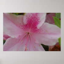Pink Azalea Poster posters