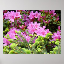 PINK AZALEAS 30 Flowers Pine Art Prints Posters