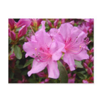 PINK AZALEAS 3 Azalea FLOWERS Cards Gifts Mugs