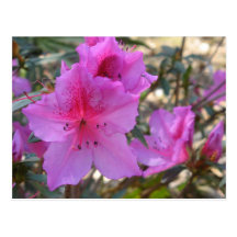Pink Azaleas Flowers Postcard