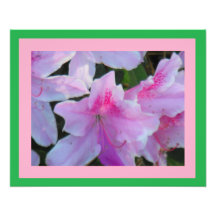 Pink Azaleas Photograph