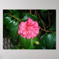 Pink azalia poster