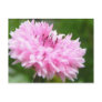 Pink Bachelor Button Postcard
