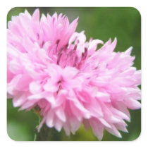 Pink Bachelor Button Stickers
