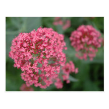 Pink Balls of Flowers Post Card