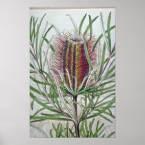 Pink Banksia occidentalis flowers Poster
