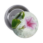 Pink Beach morning glory (Ipomoea pes-caprae) flow