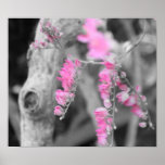 Pink Beauty Poster
