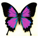 Pink Black and Blue Butterfly For A Friend photo sculptures