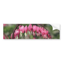 Pink Bleeding Heart, (Dicentra Spectabilis) flower Bumper Sticker
