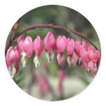 Pink Bleeding Heart, (Dicentra Spectabilis) flower Stickers