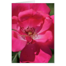 Pink Bloom Cards