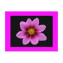 Pink Blossom Greeting