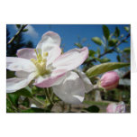 Pink Blossoms Flowers GREETING CARDS CARD NOTE