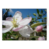 Pink Blossoms Flowers GREETING CARDS CARD NOTE