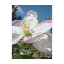 Pink Blossoms Flowers POST CARDS POST CARD