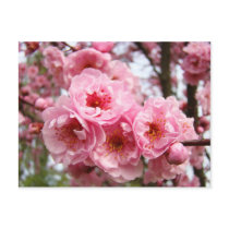 Pink Blossoms Flowers Spring postcards custom