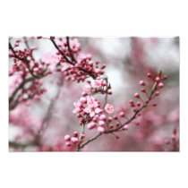 Pink Blossoms in Spring Photo