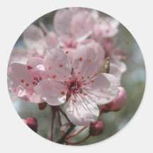 Pink Blossoms Round Sticker
