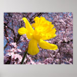Pink Blossoms Yellow Daffodils Art Girl's Room Print