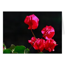 Pink bougainvilleas cards
