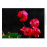 Pink bougainvilleas cards