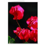Pink bougainvilleas card