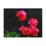 Pink bougainvilleas post cards