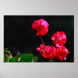 Pink bougainvilleas posters