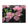 Pink Bouganvilla Clusters Postcards