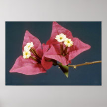 Pink Bouganvillea spectabilis flowers Print